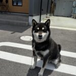 株式会社山﨑建設の番犬です！知らない人には吠えます。