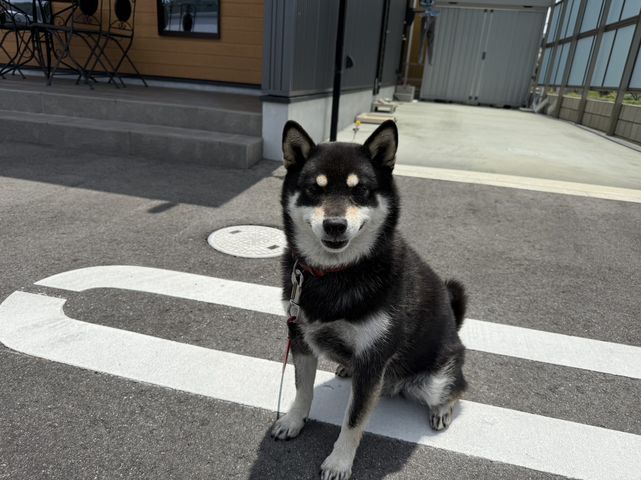 株式会社山﨑建設の番犬です！知らない人には吠えます。