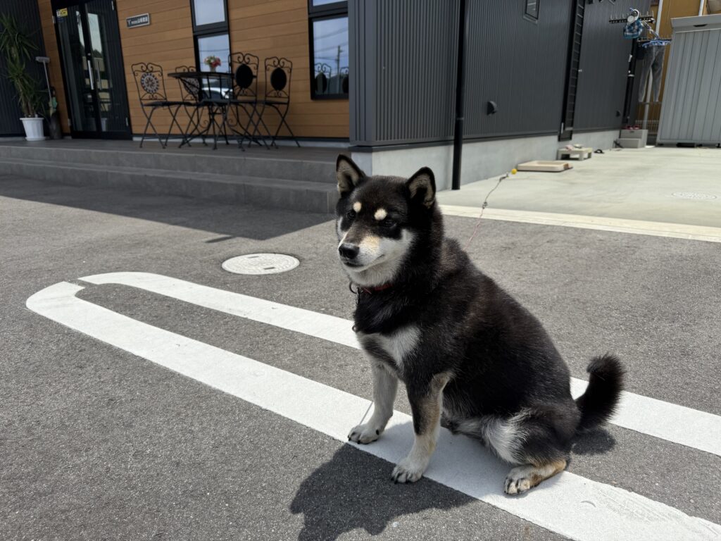 株式会社山﨑建設の番犬です