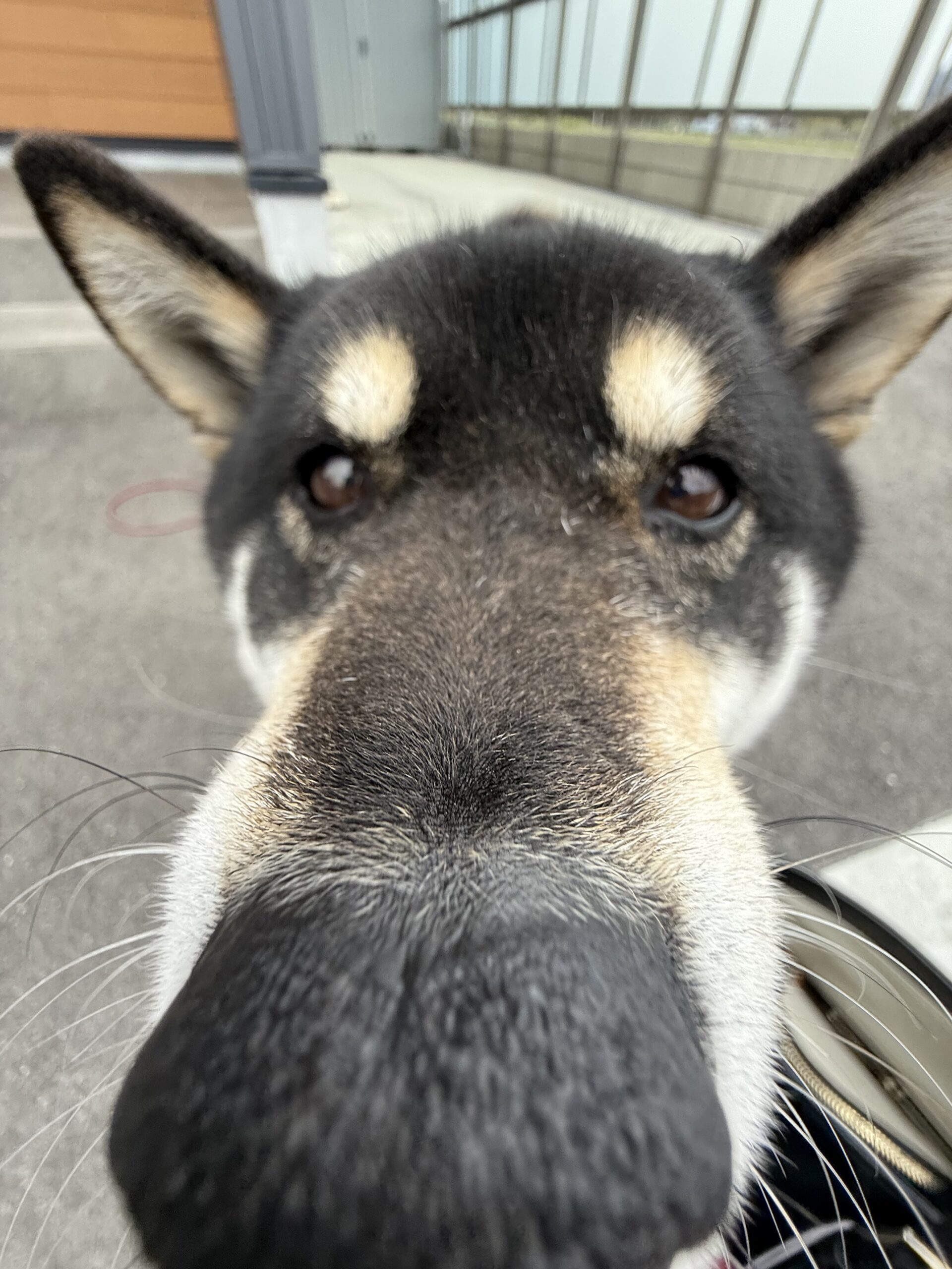 山﨑建設の番犬
